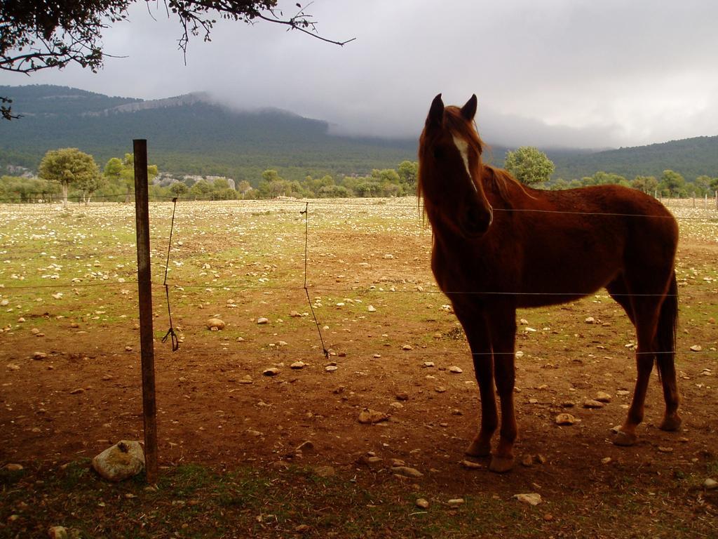 Alojamiento Rural Economato Pozo Alcón エクステリア 写真